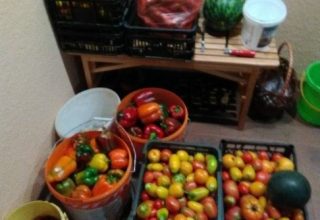 В ноябре подорожали перец и гречка, подешевели — капуста и икра