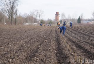 Кобринское ЖКХ реализует уникальный проект по выращиванию энергетической вербы