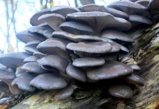 В Беловежской пуще в середине зимы продолжают расти вешенки