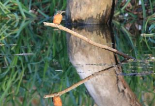 Вспышка птичьего гриппа в Польше. Коснется ли птичья проблема Кобринщины?