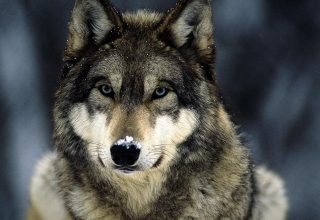 В Столбцах волк напал на людей, пострадали четыре человека