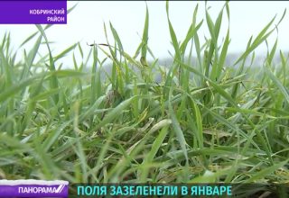 Поля под Кобрином зазеленели в январе. Чем грозят такие аномалии?