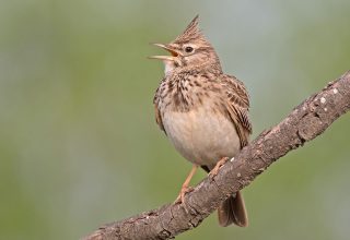 В Беловежскую пущу массово прилетают перелетные птицы