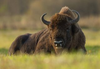 Беловежская пуща вошла в топ мест для путешествий в 2020 году