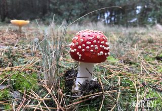 Жители пяти регионов области обратились к медикам с отравлением грибами