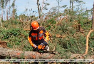 Кобринский лесхоз начал разрабатывать участки после бури
