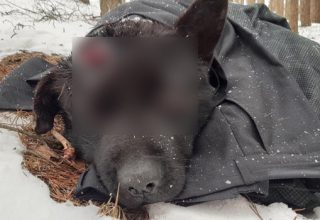 «Били о дерево». В Пружанском районе разыскивают живодера, который до полусмерти избил собаку