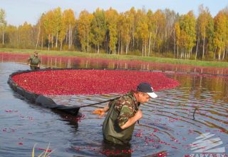 Урожайность клюквы в этом году ниже из-за аномальной погоды