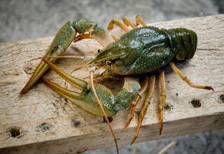 Лов раков в Беларуси. Сколько можно и когда