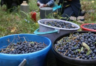 Кобринское райпо начало закупать чернику у населения
