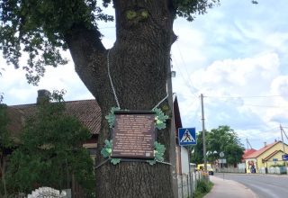 Он помнит руку Суворова. Древний дуб в Кобрине