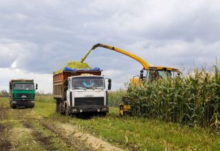 Кобринские хозяйства вышли на финишную прямую сева озимых
