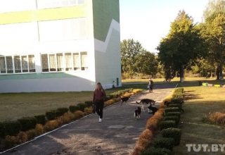 В Кобринском районе возле школы бродит свора собак