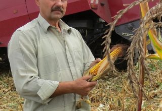 Кукуруза в Кобринском районе оправдала все надежды