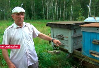 Медведь-сладкоежка завёлся в лесах под Кобрином