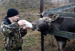 На страусиной ферме под Кобрином появился лосенок