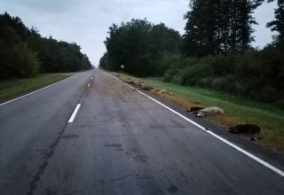 ГАИ Кобрина ищет виновного в ДТП: наезд на 19 овец