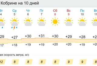 Жара возвращается. Все о погоде в Кобрине