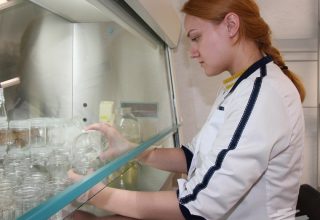 В Кобрине клонируют растения в промышленных масштабах