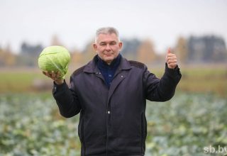 В Кобринском районе к уборке овощей привлекли горожан