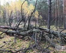 В лесу под Кобрином нашли боевые патроны времен Первой мировой войны
