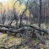 В лесу под Кобрином нашли боевые патроны времен Первой мировой войны